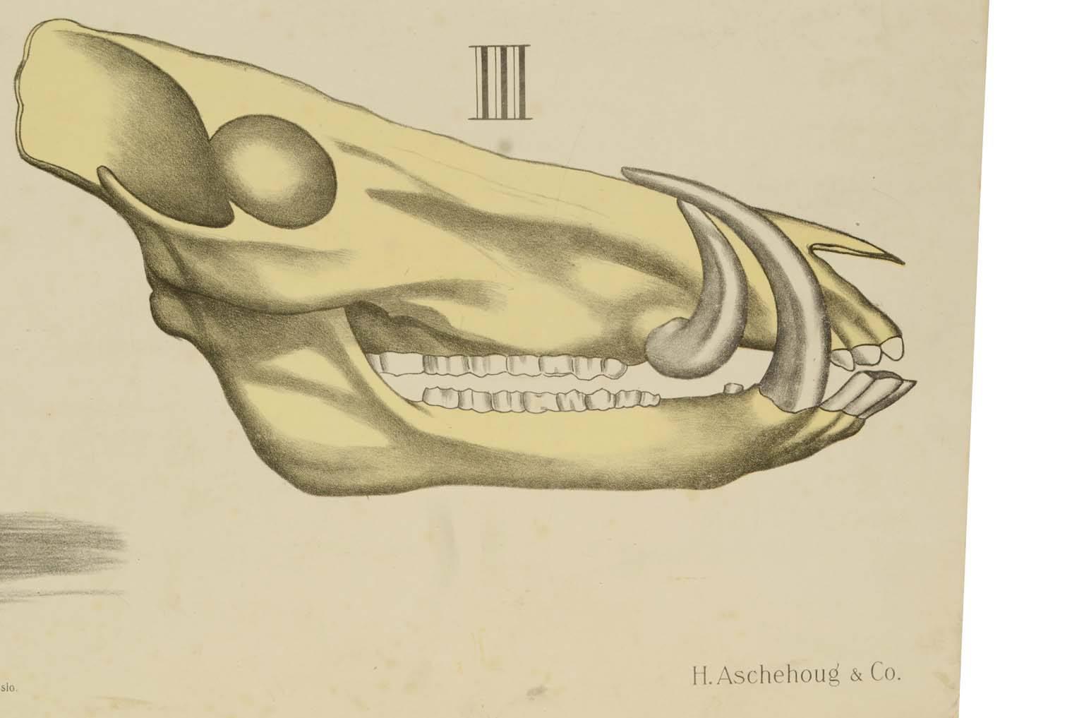 Storia naturale/577A9-Tavola zoologica