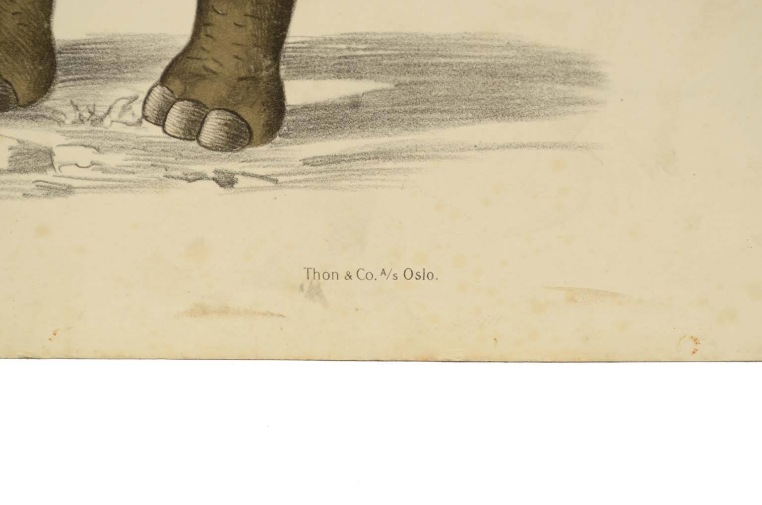 Storia naturale/577A9-Tavola zoologica