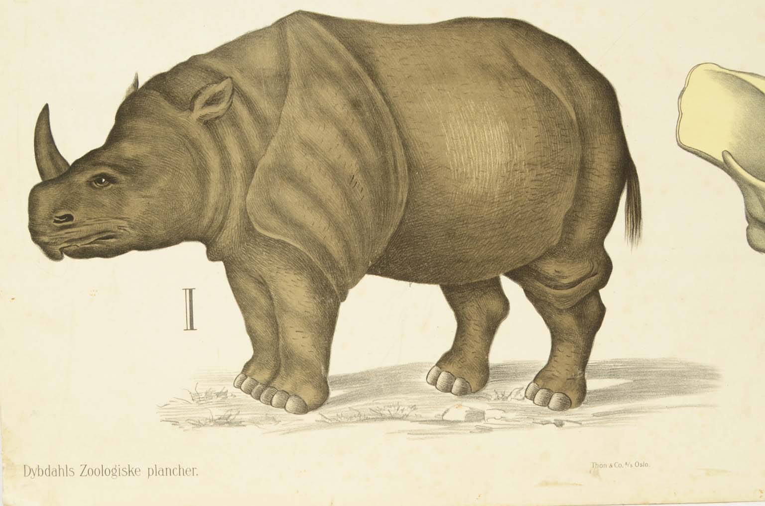 Storia naturale/577A9-Tavola zoologica