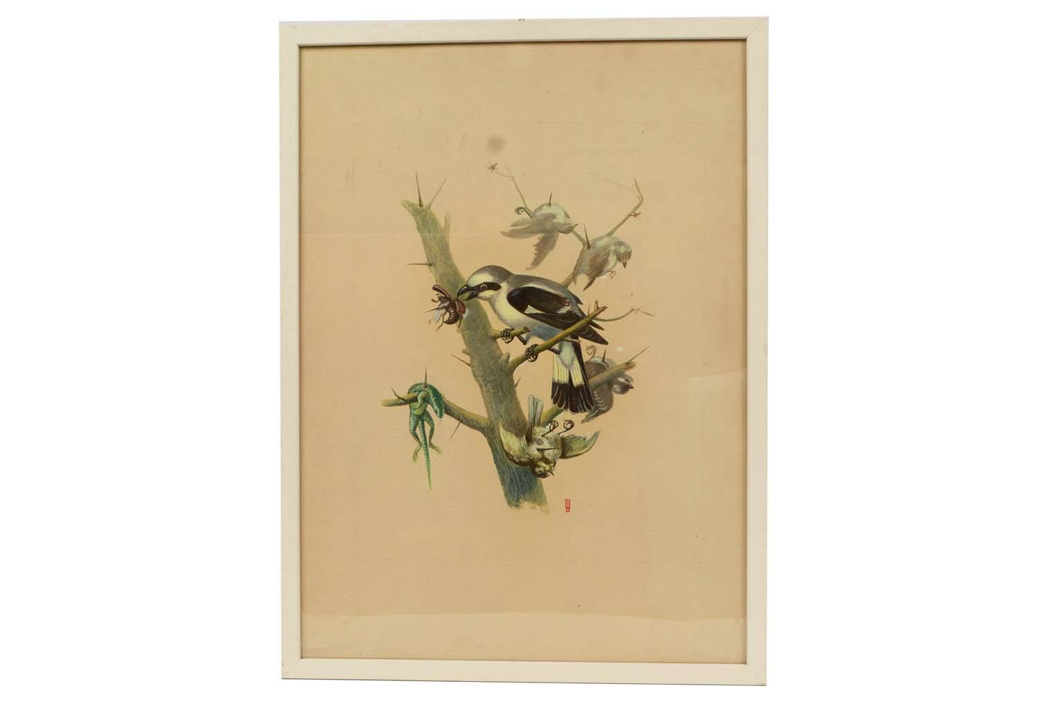 Storia naturale/578A-Tavola zoologica