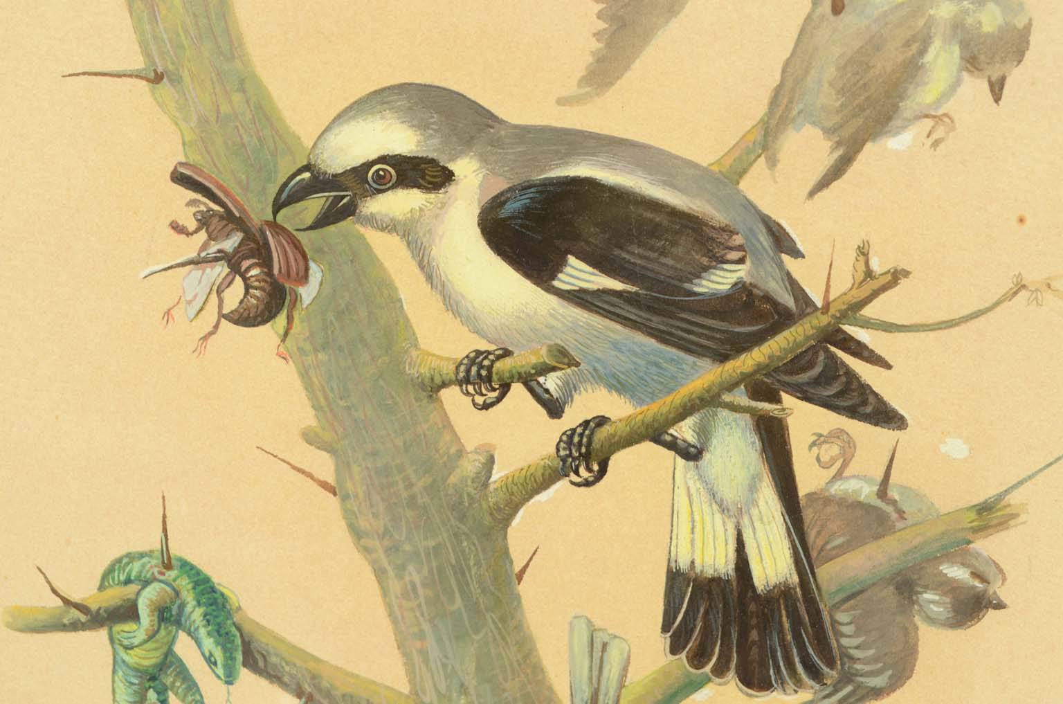 Storia naturale/578A-Tavola zoologica