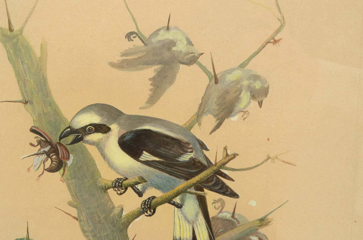 Storia naturale/578A-Tavola zoologica