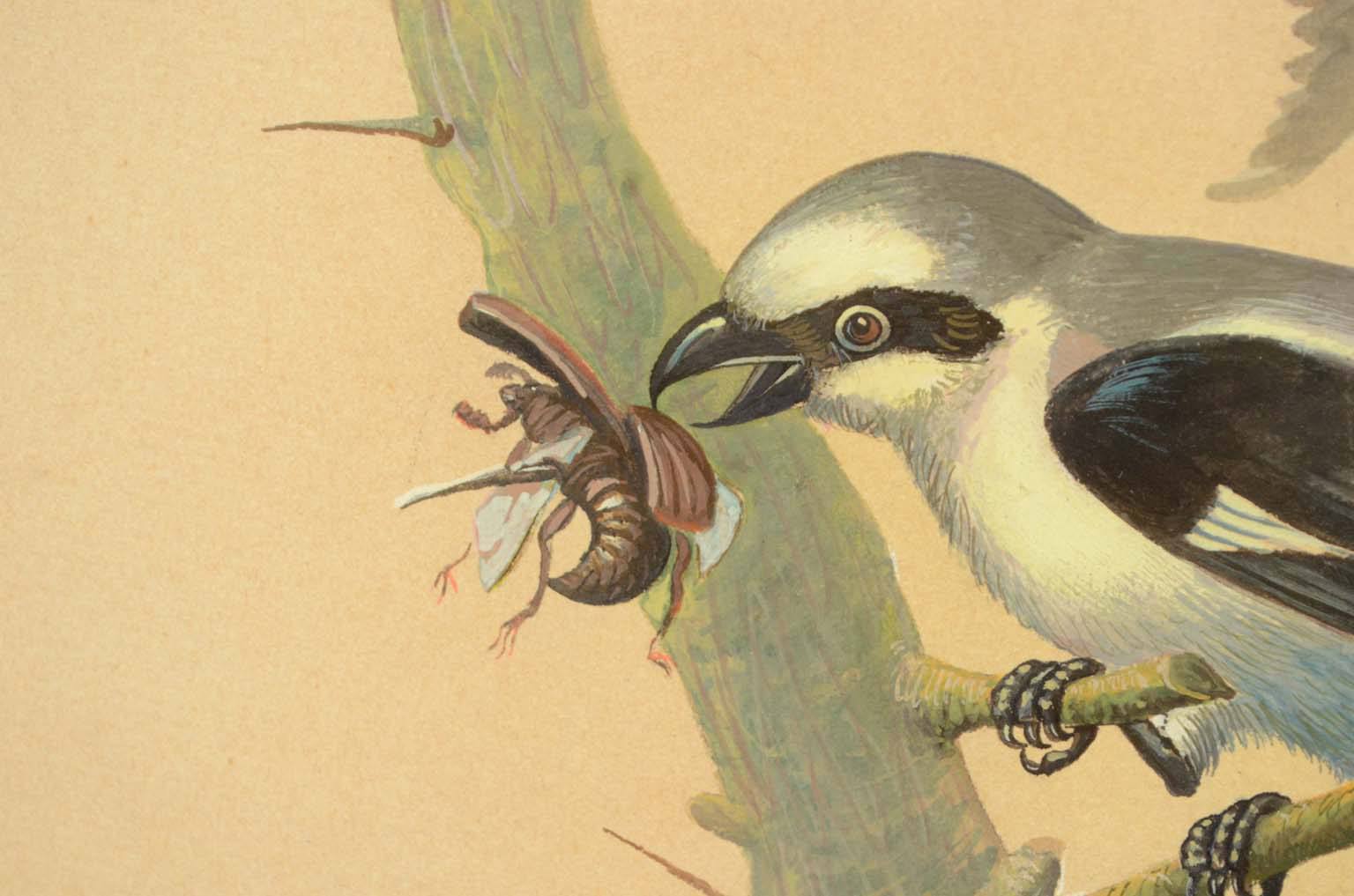 Storia naturale/578A-Tavola zoologica