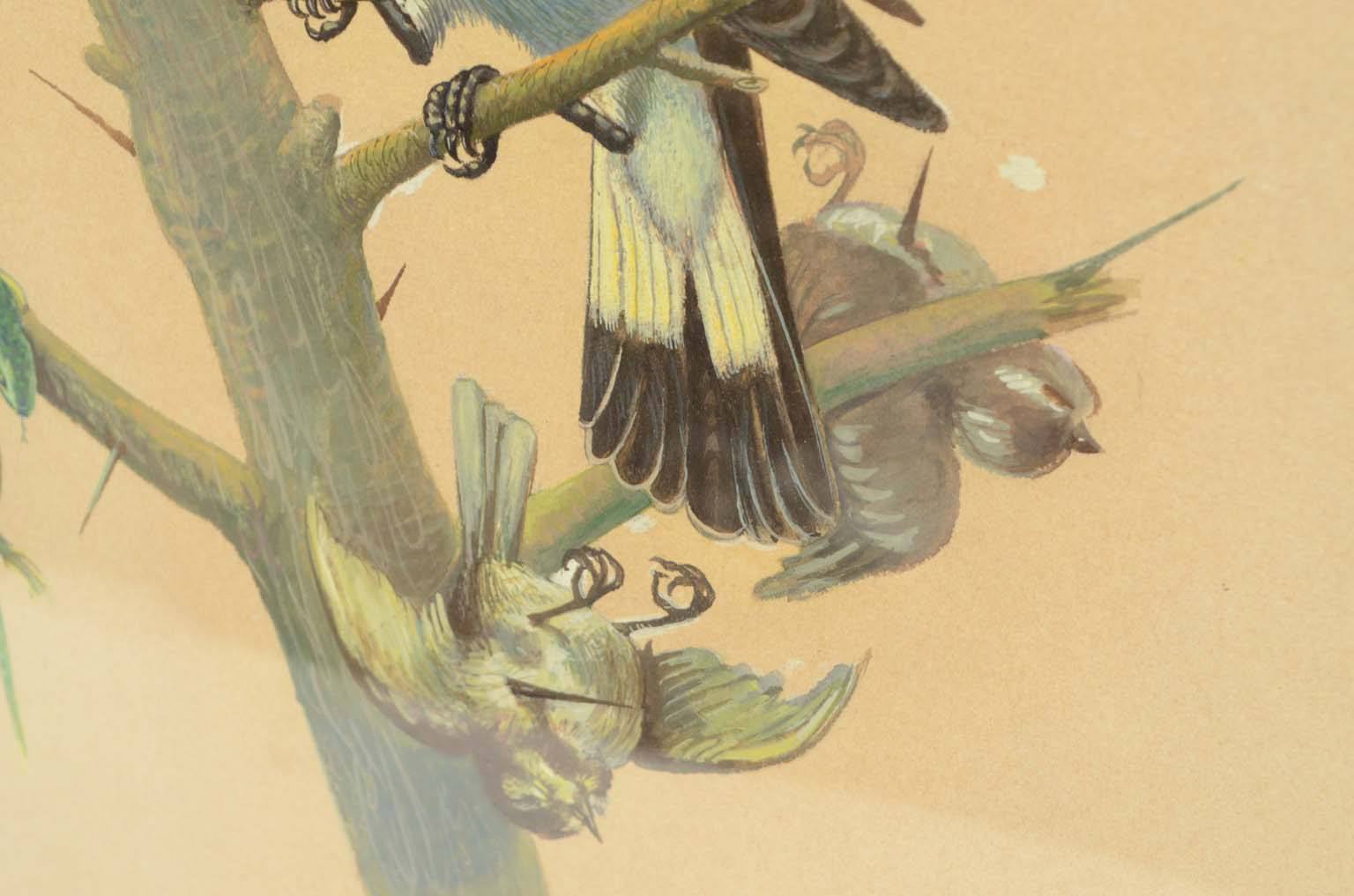 Storia naturale/578A-Tavola zoologica