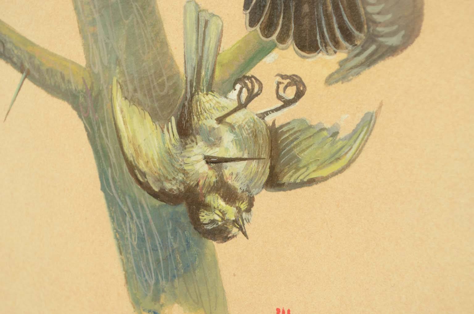 Storia naturale/578A-Tavola zoologica