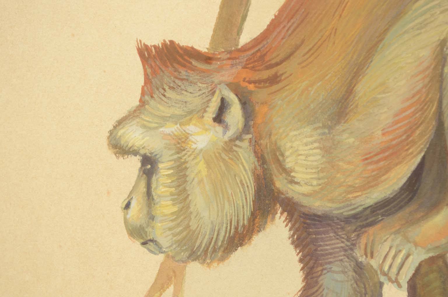 Natural history/578A1-Zoological plate