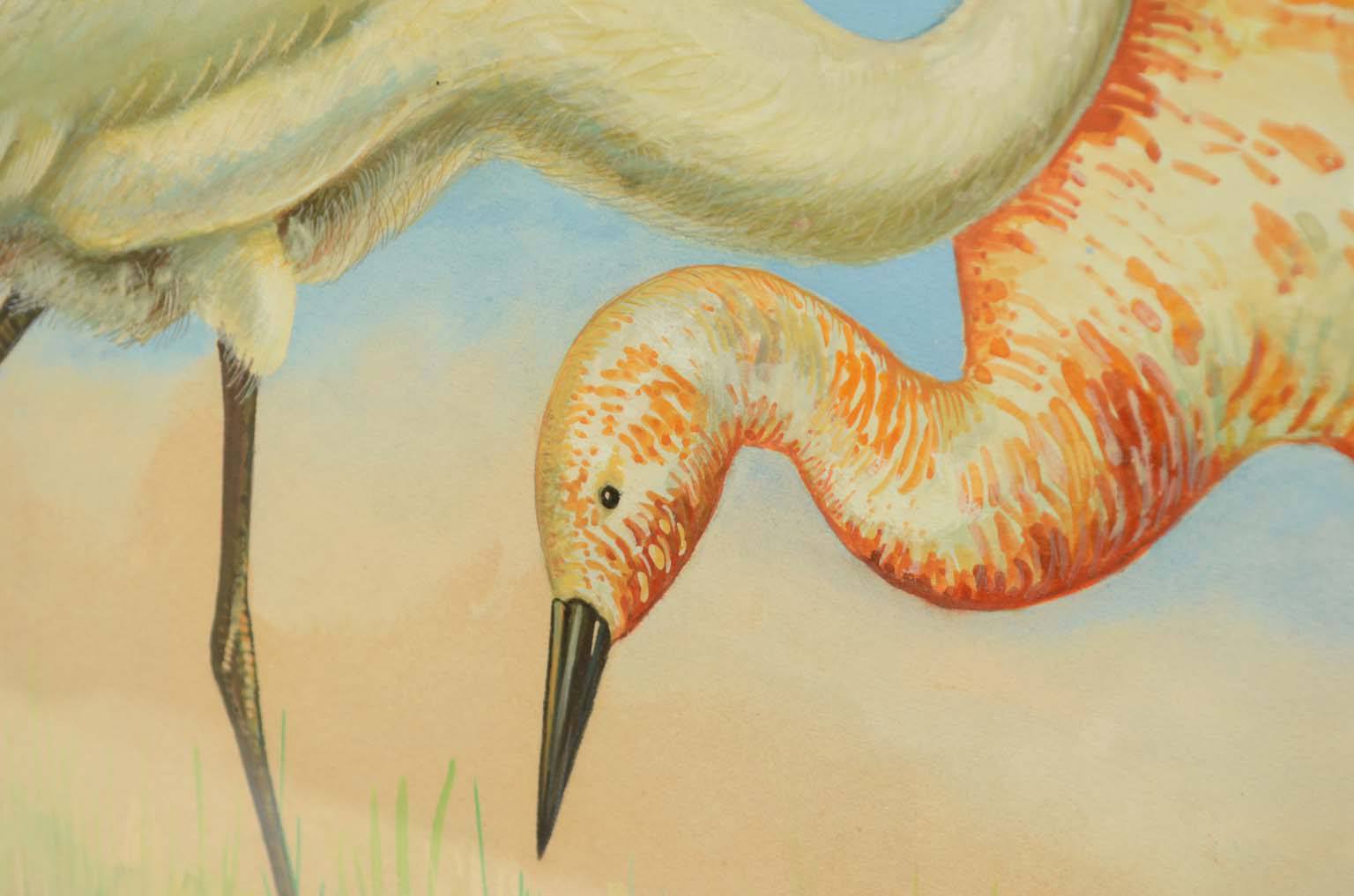 Natural history/578A3-Zoological plate