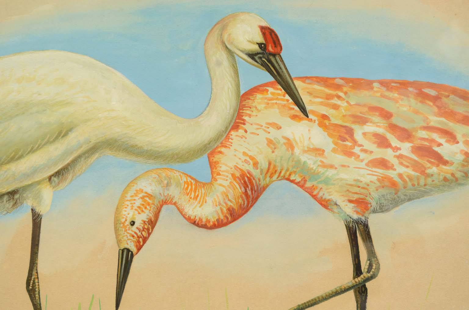 Storia naturale/578A3-Tavola zoologica