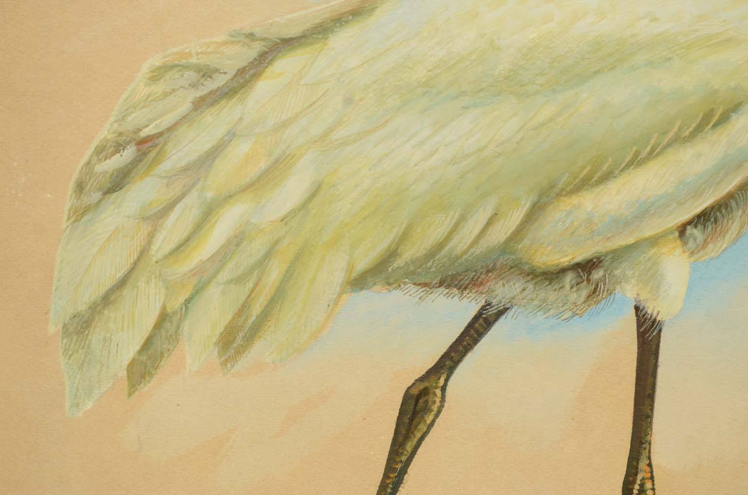 Storia naturale/578A3-Tavola zoologica