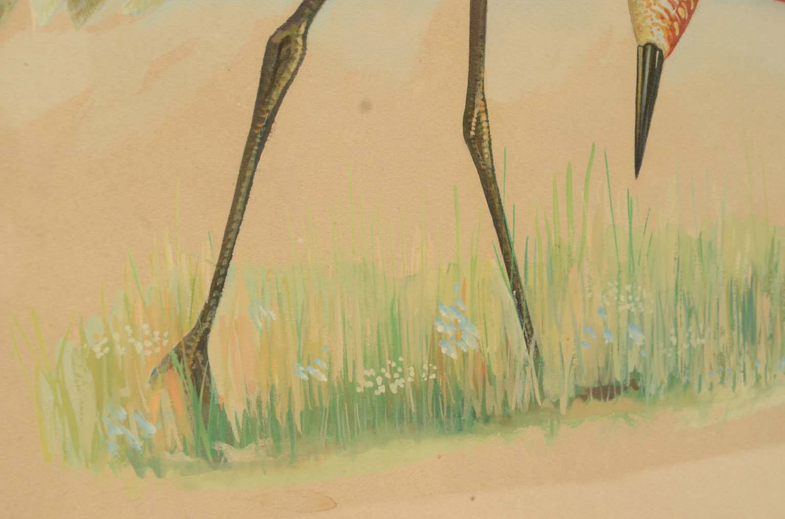 Storia naturale/578A3-Tavola zoologica