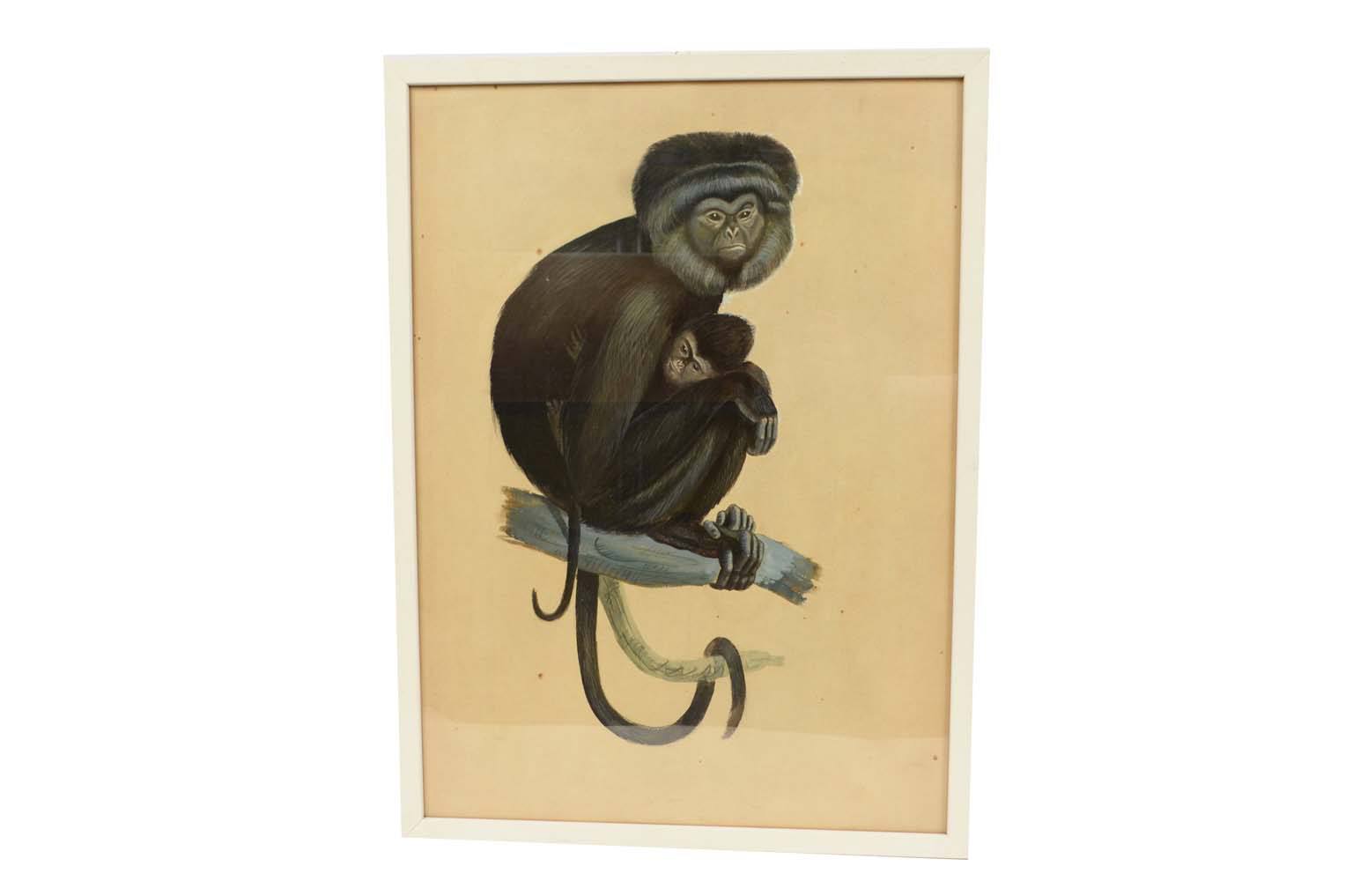 Storia naturale/578A5-Tavola zoologica