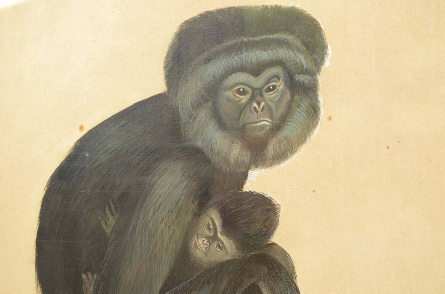 Storia naturale/578A5-Tavola zoologica