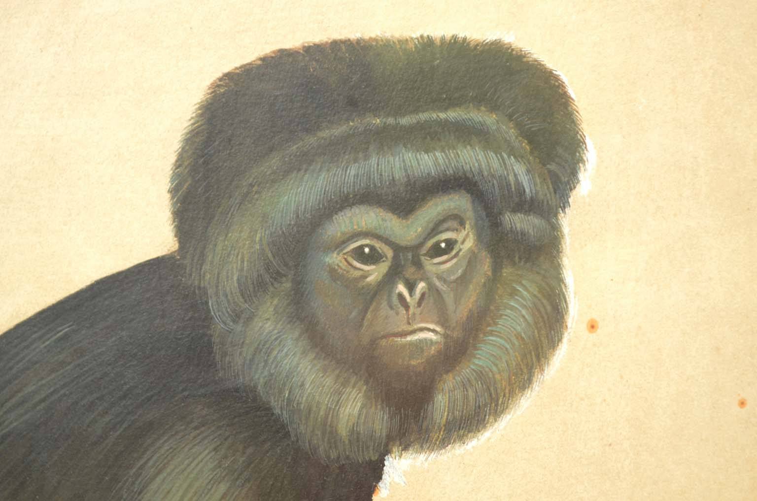 Storia naturale/578A5-Tavola zoologica