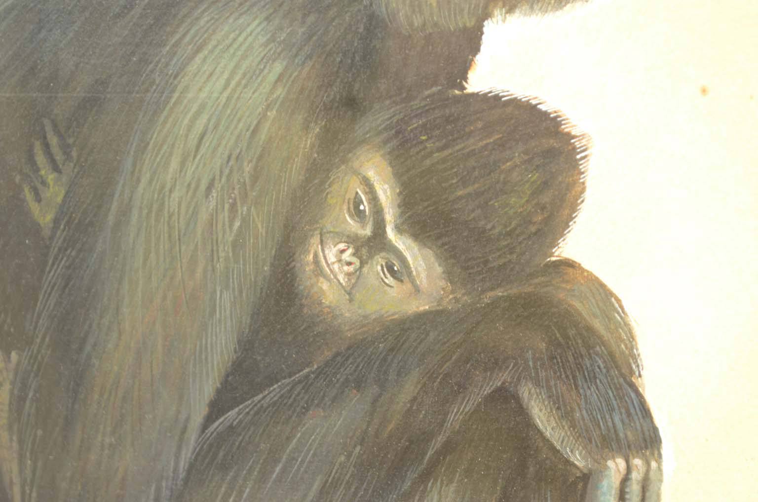 Storia naturale/578A5-Tavola zoologica