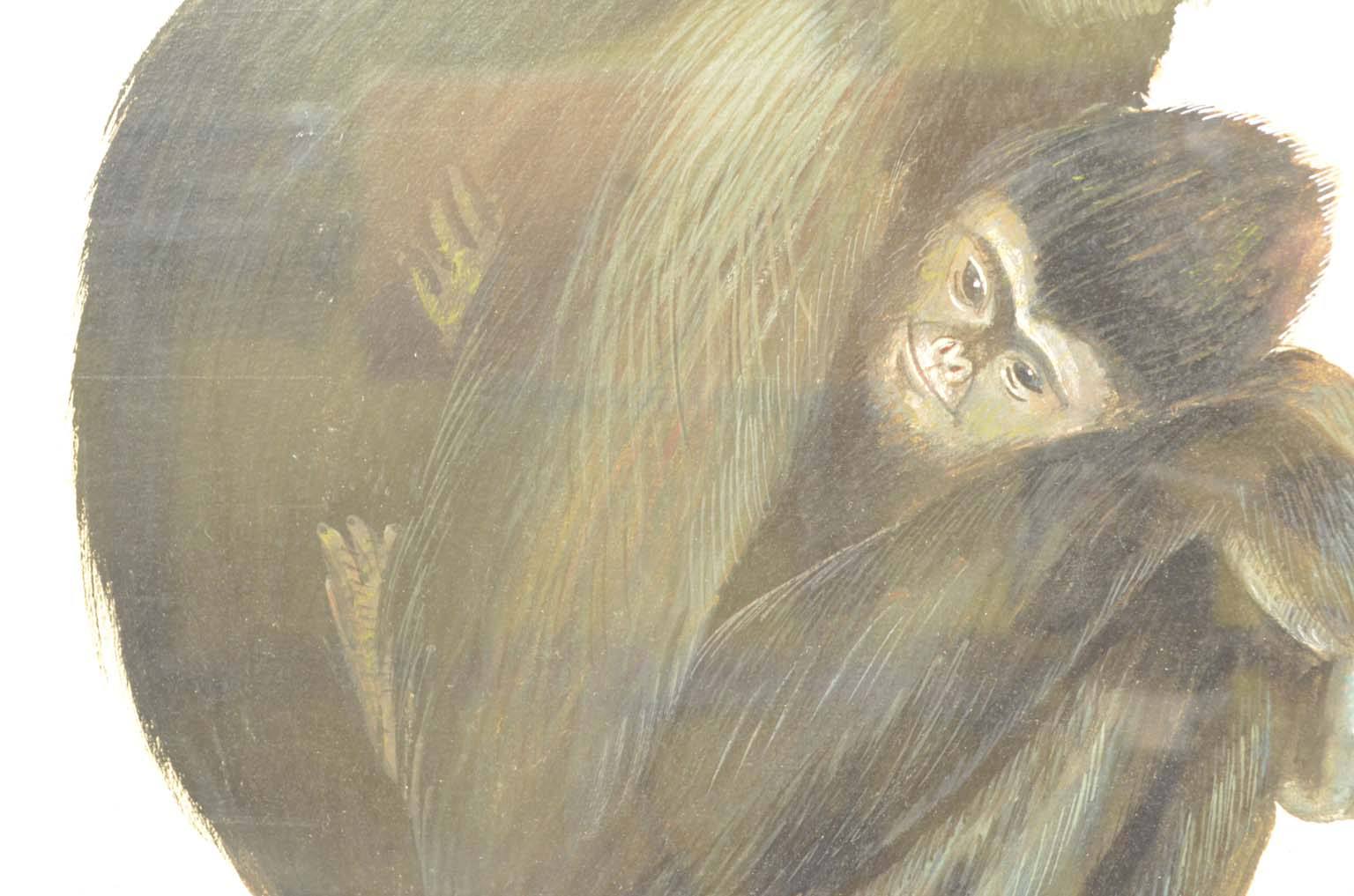 Storia naturale/578A5-Tavola zoologica