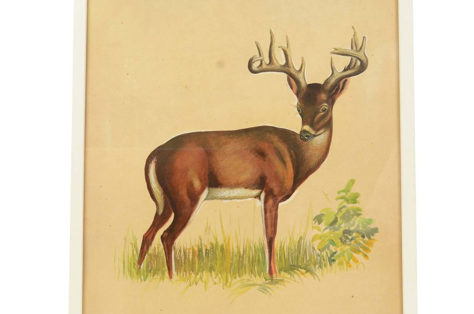 Storia naturale/578A6-Tavola zoologica