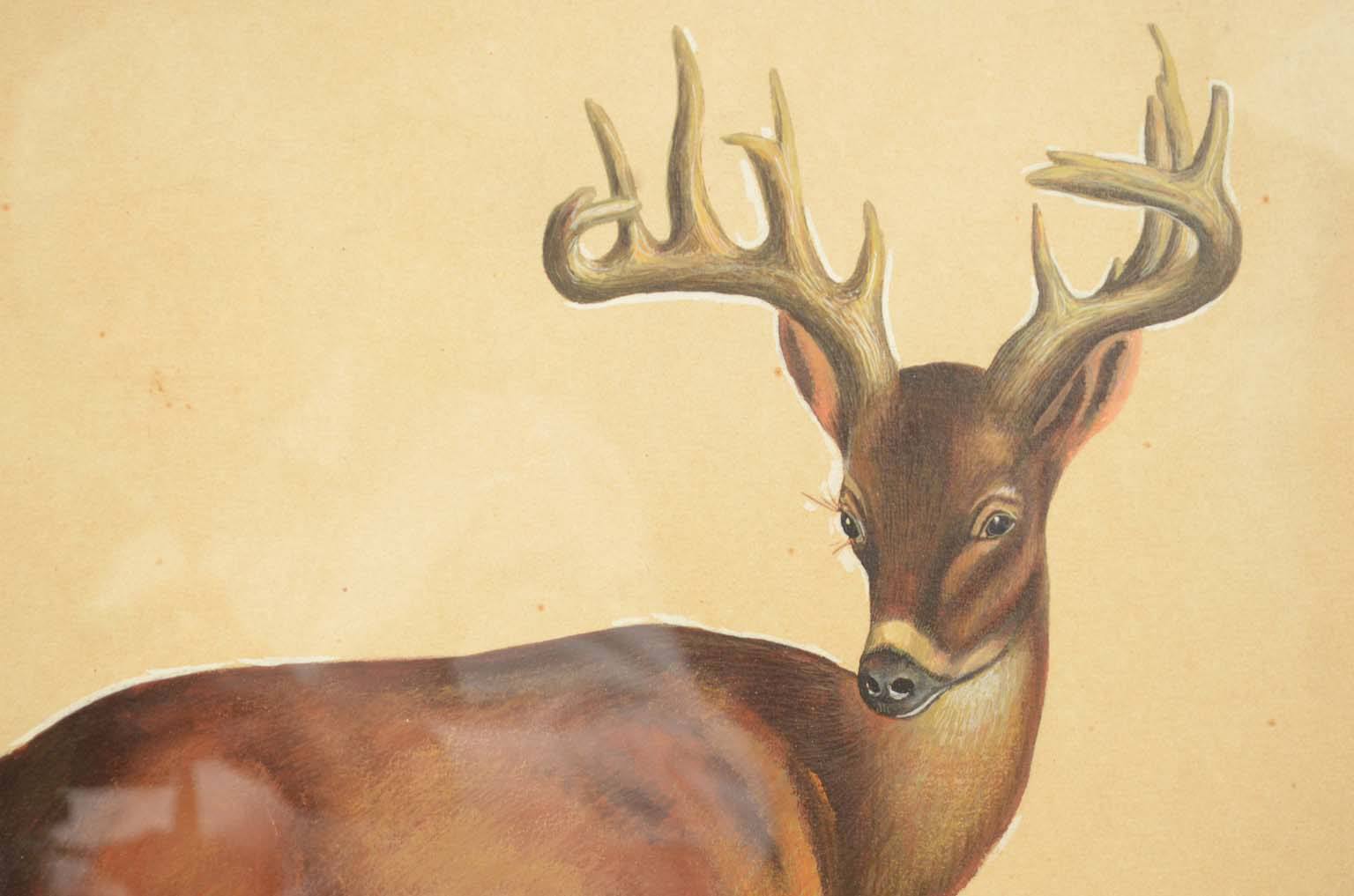 Storia naturale/578A6-Tavola zoologica