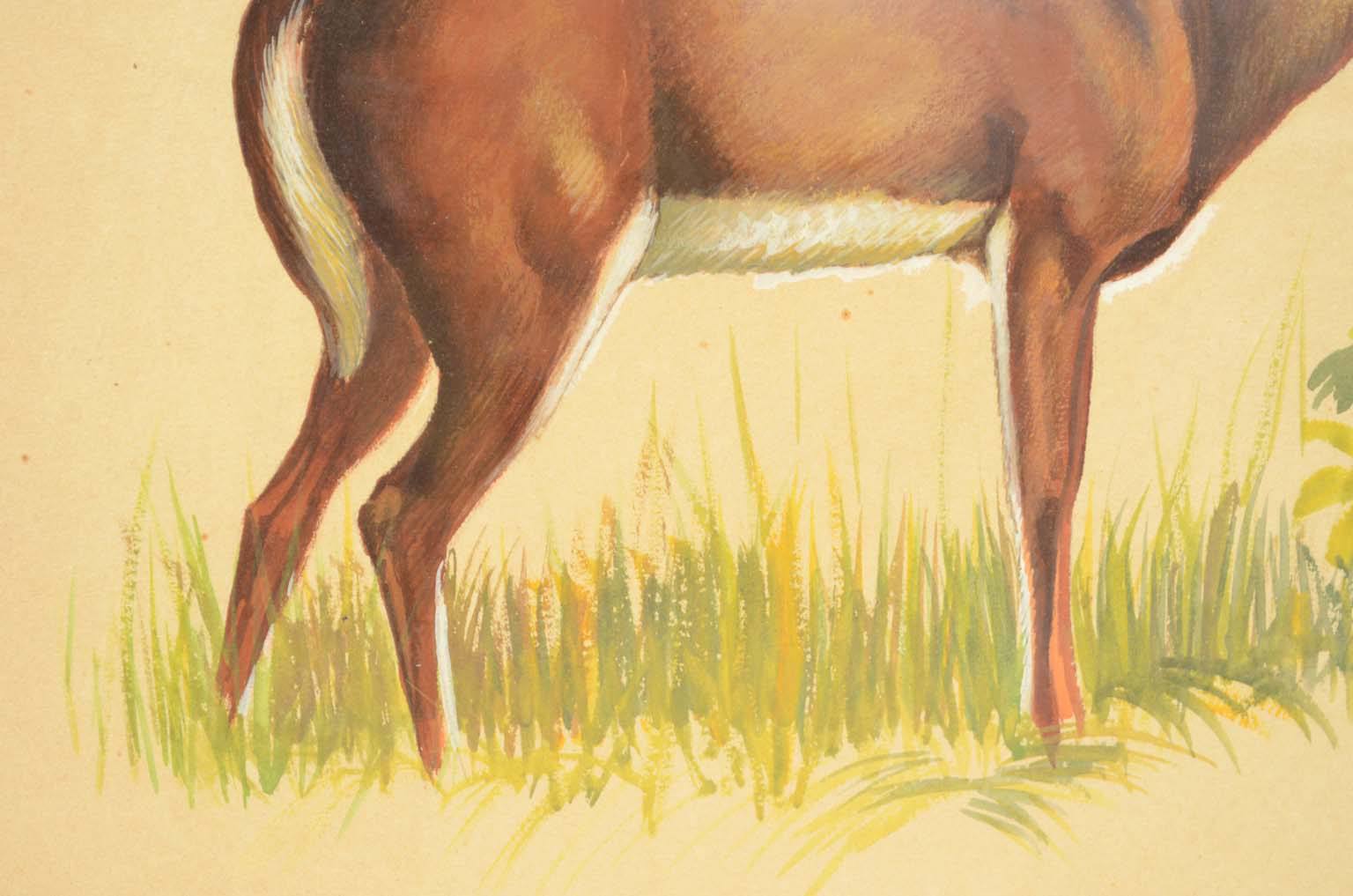 Storia naturale/578A6-Tavola zoologica