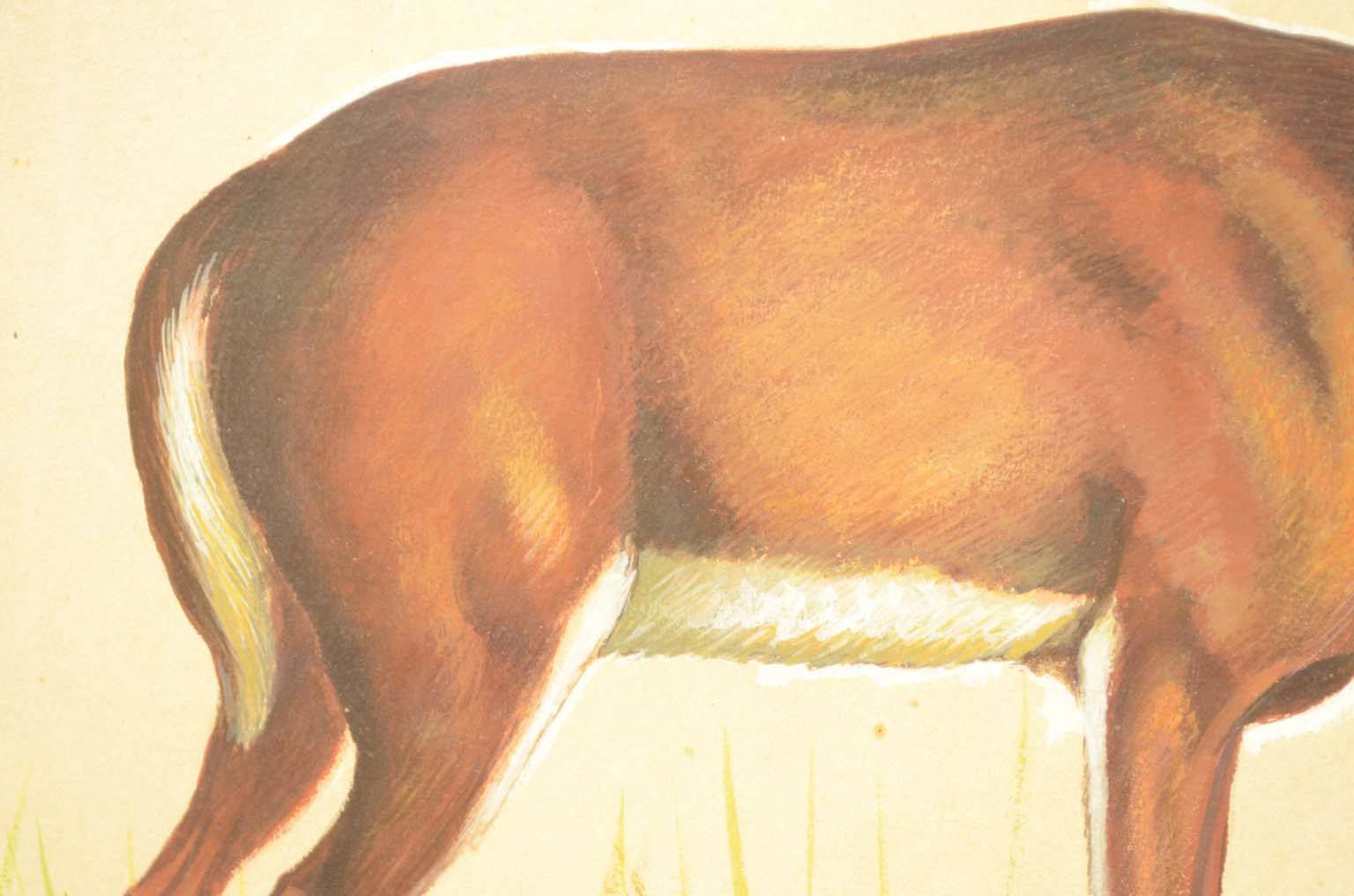 Storia naturale/578A6-Tavola zoologica