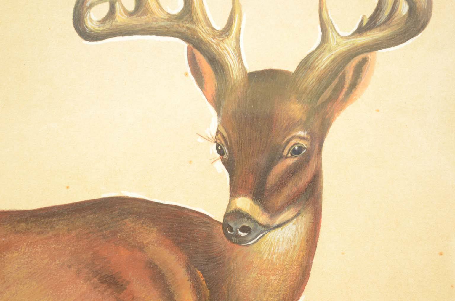 Storia naturale/578A6-Tavola zoologica