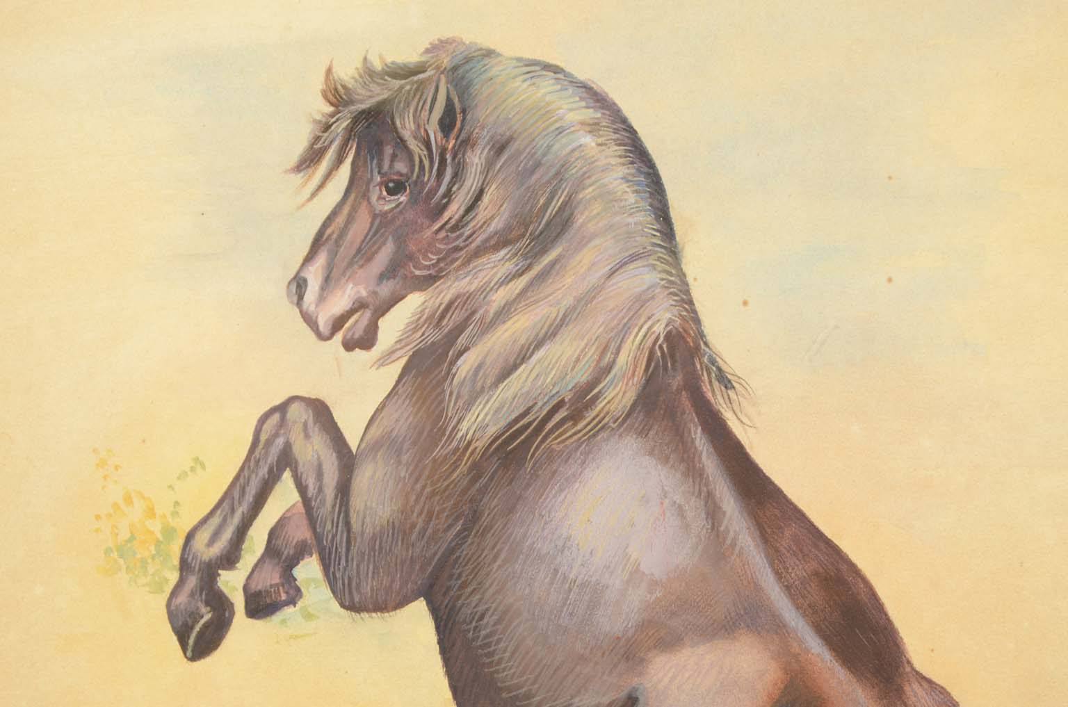 Natural history/578A7-Zoological plate