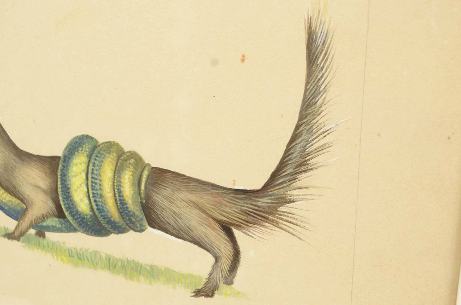 Natural history/578A8-Zoological plate