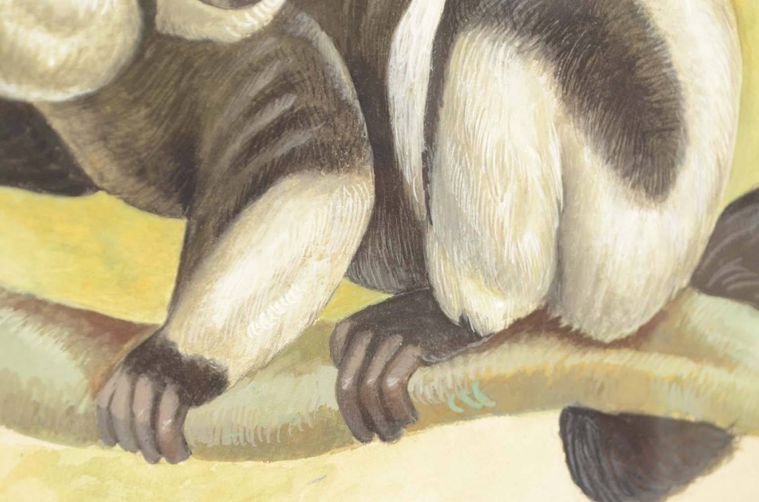 Natural history/578A9-Zoological plate