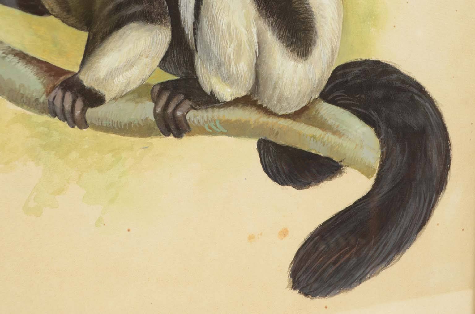 Natural history/578A9-Zoological plate