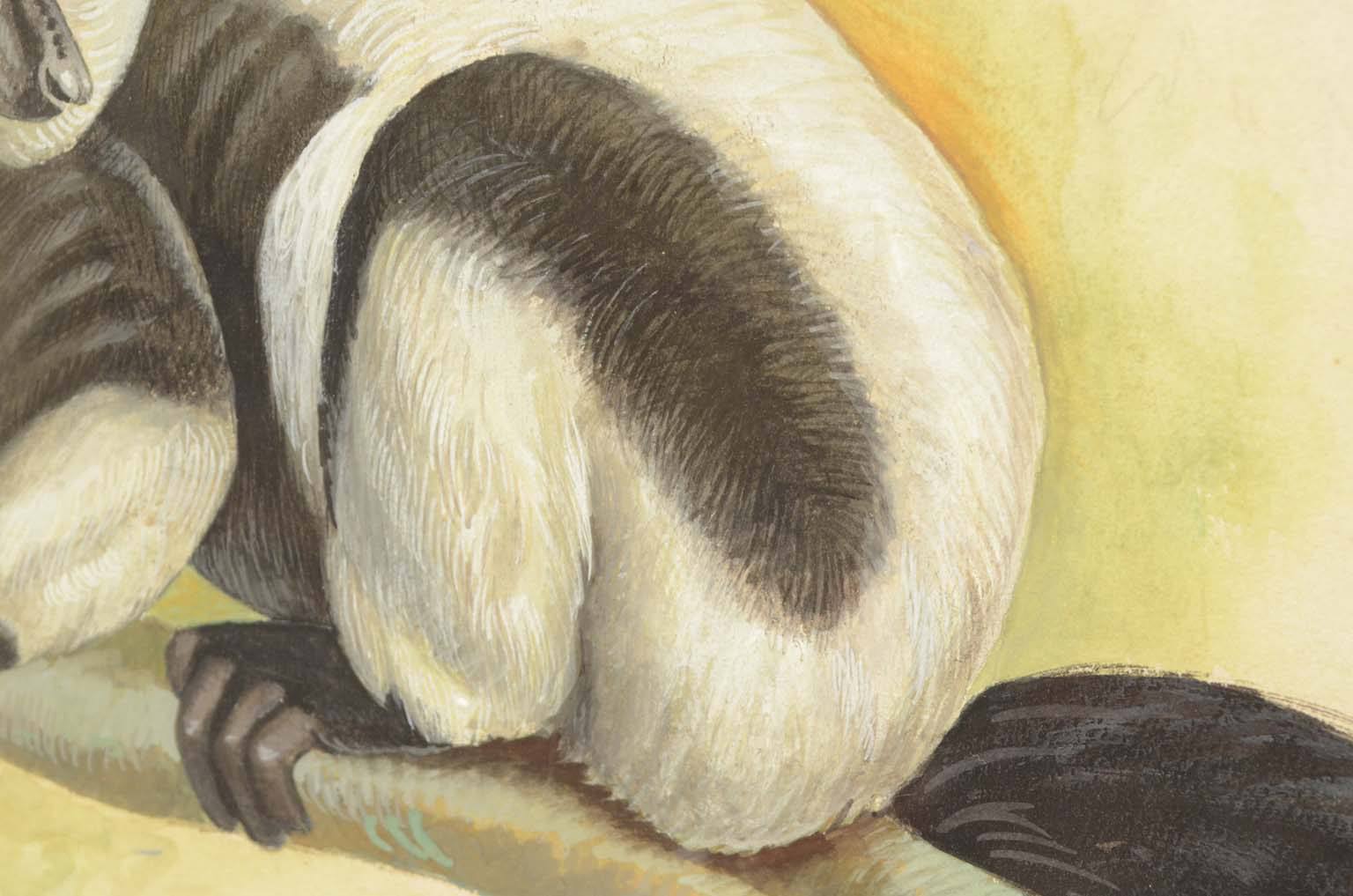 Natural history/578A9-Zoological plate