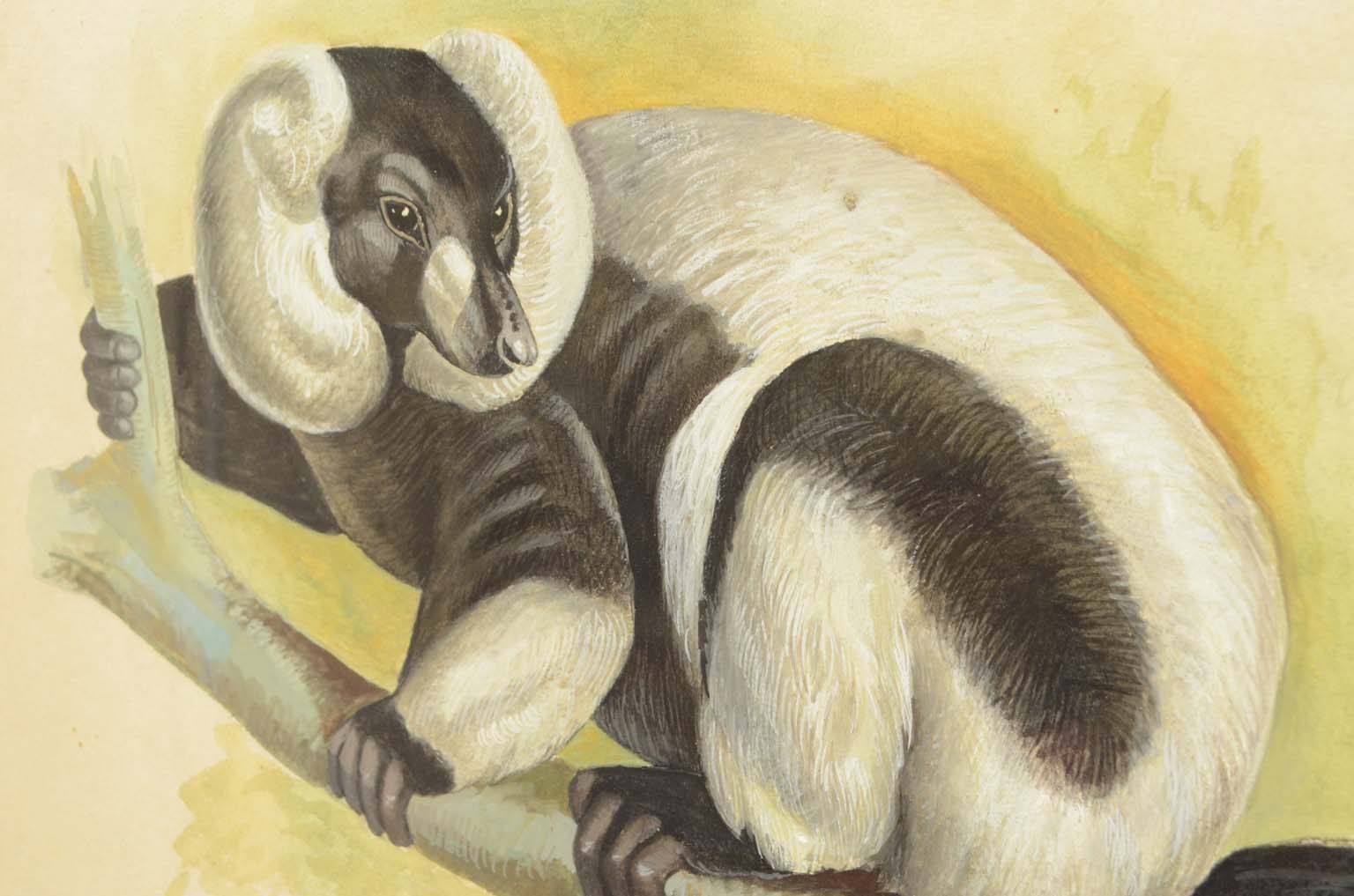 Natural history/578A9-Zoological plate