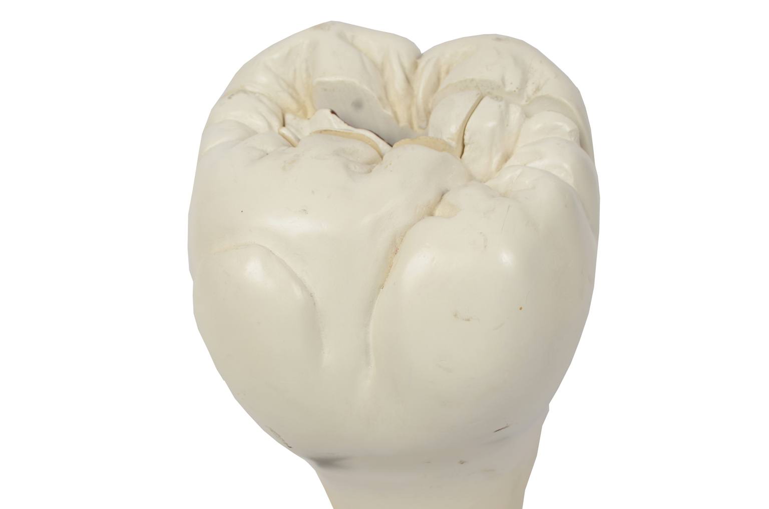 Old medical instruments/5803-Model of molar tooth