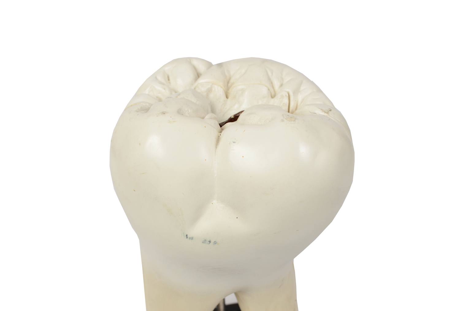 Old medical instruments/5803-Model of molar tooth