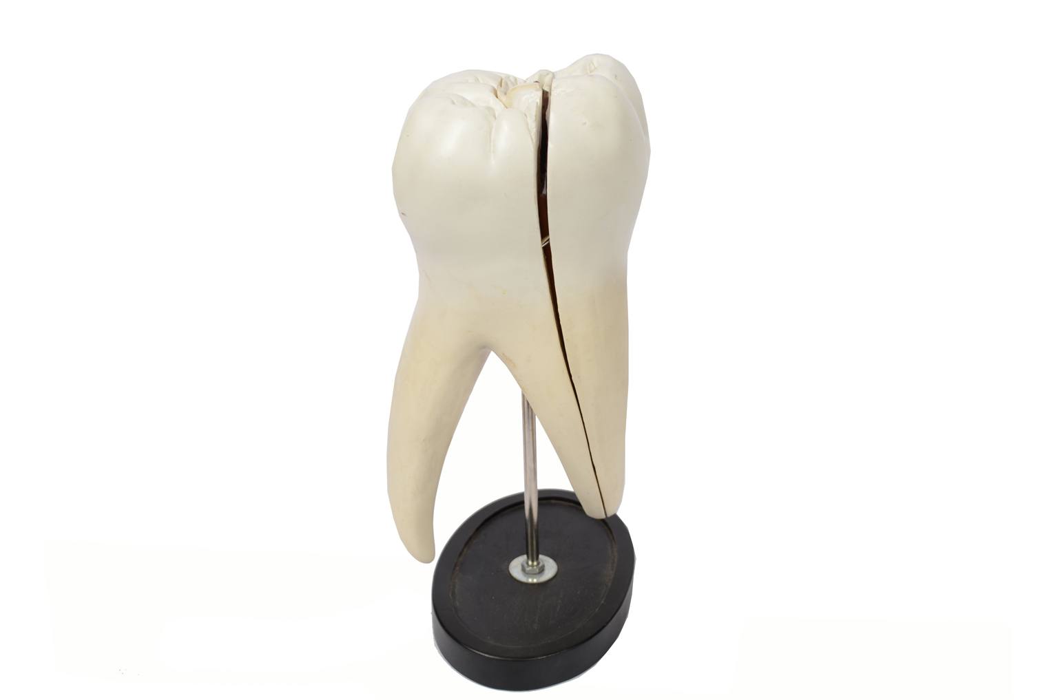 Old medical instruments/5803-Model of molar tooth