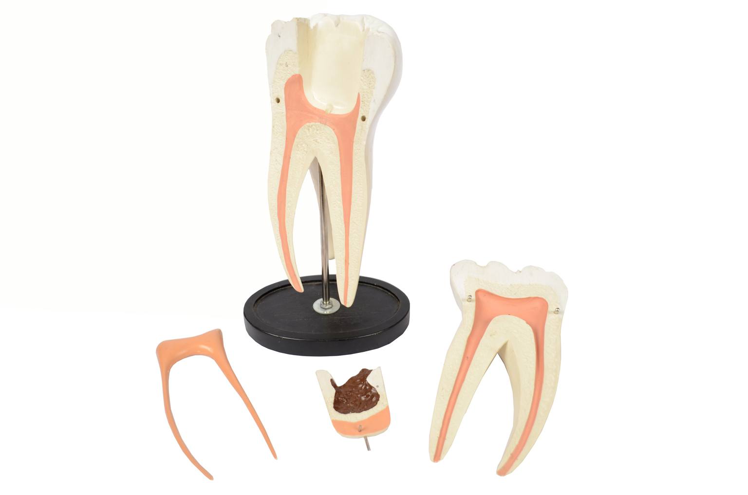 Old medical instruments/5803-Model of molar tooth