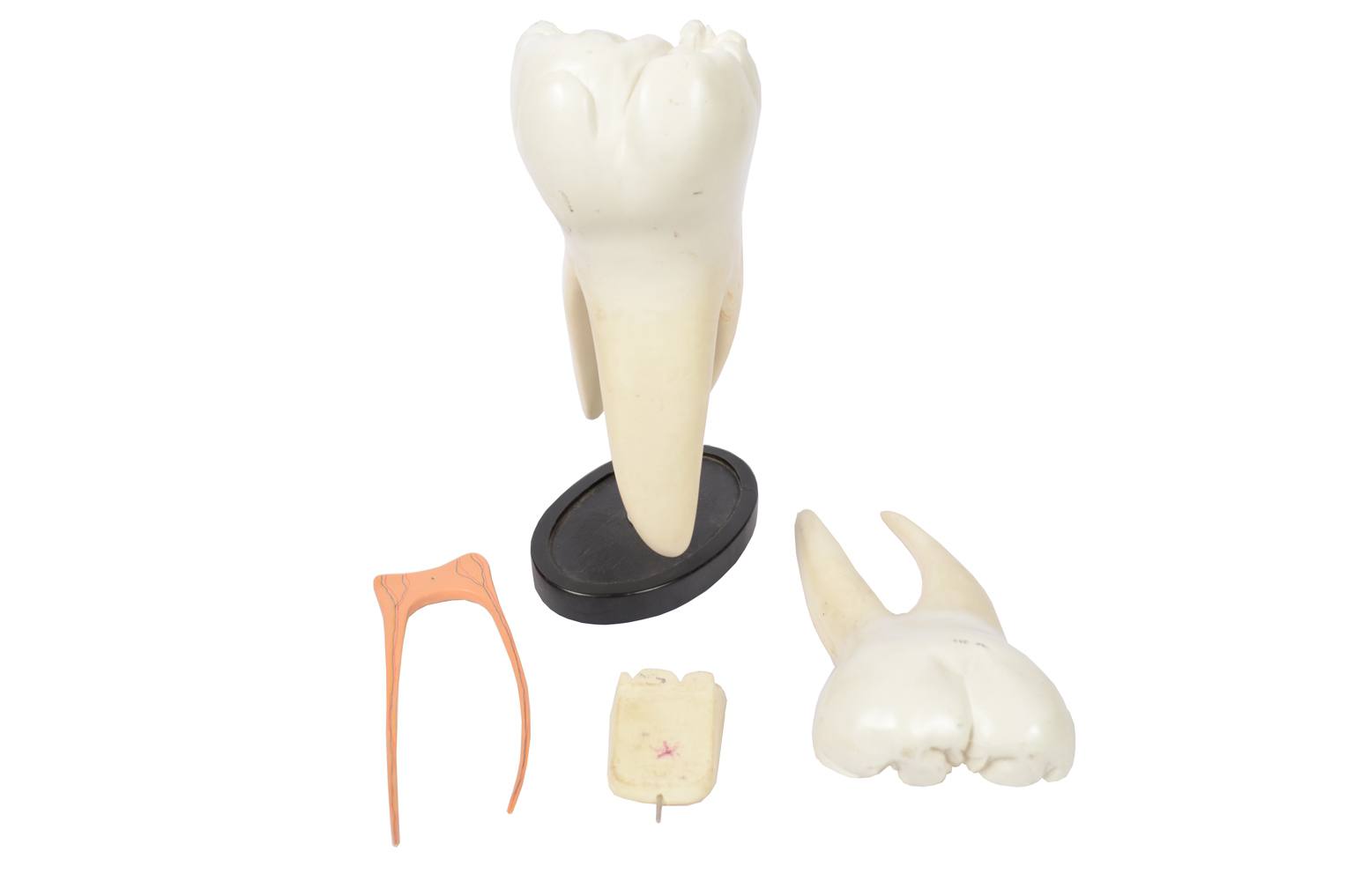 Old medical instruments/5803-Model of molar tooth