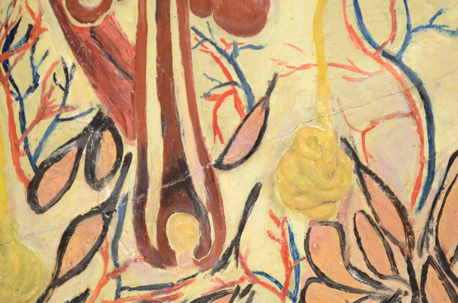 Strumenti medici d'epoca/583A-Tavola anatomica