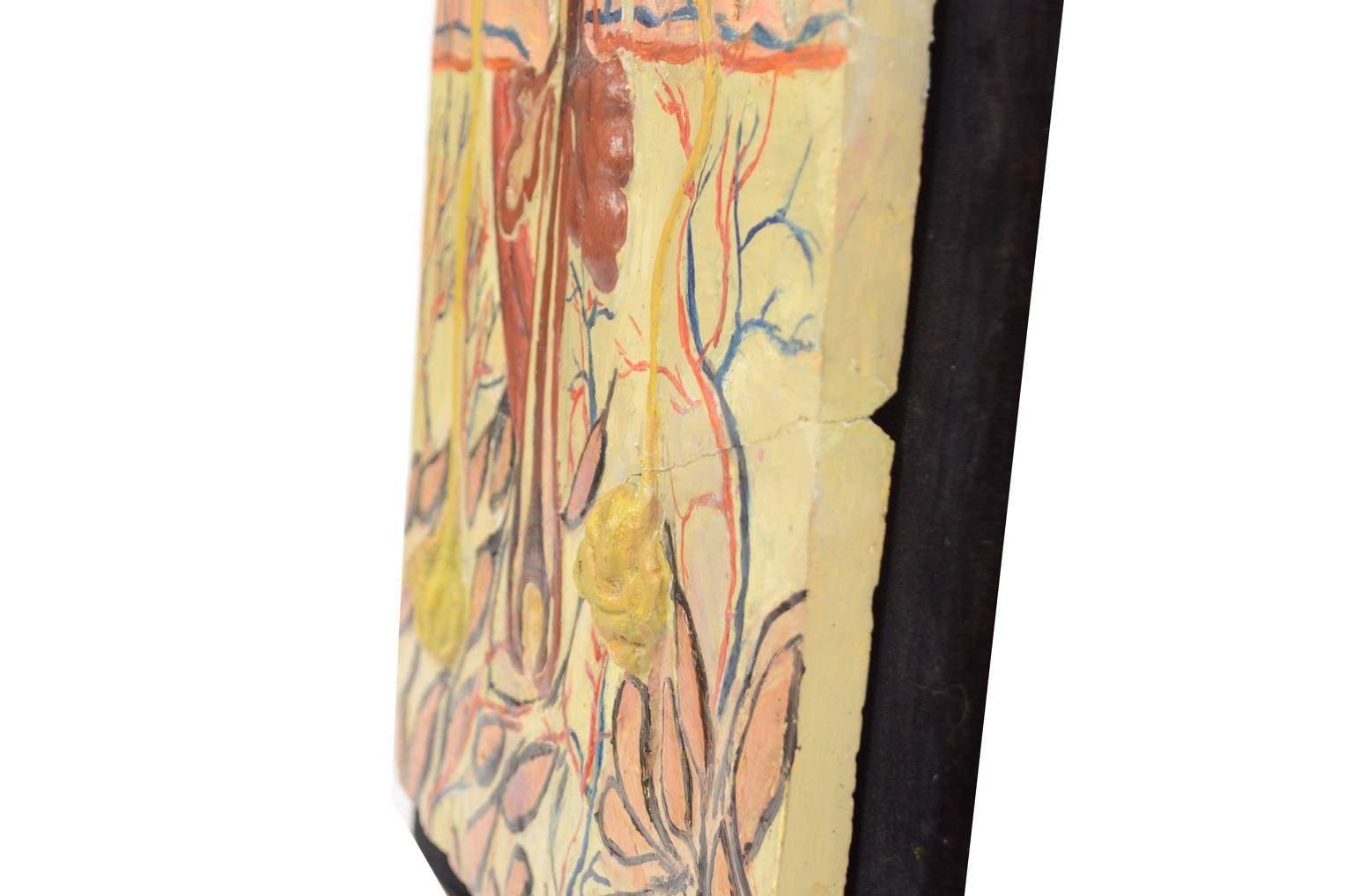 Old medical instruments/583A-Anatomic model