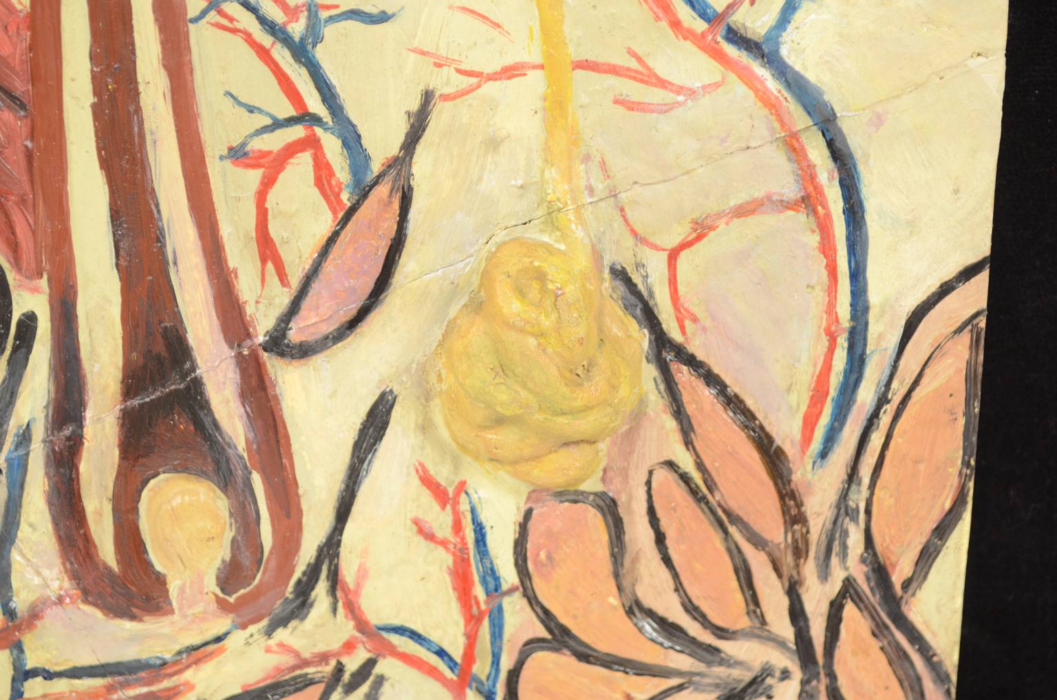 Old medical instruments/583A-Anatomic model