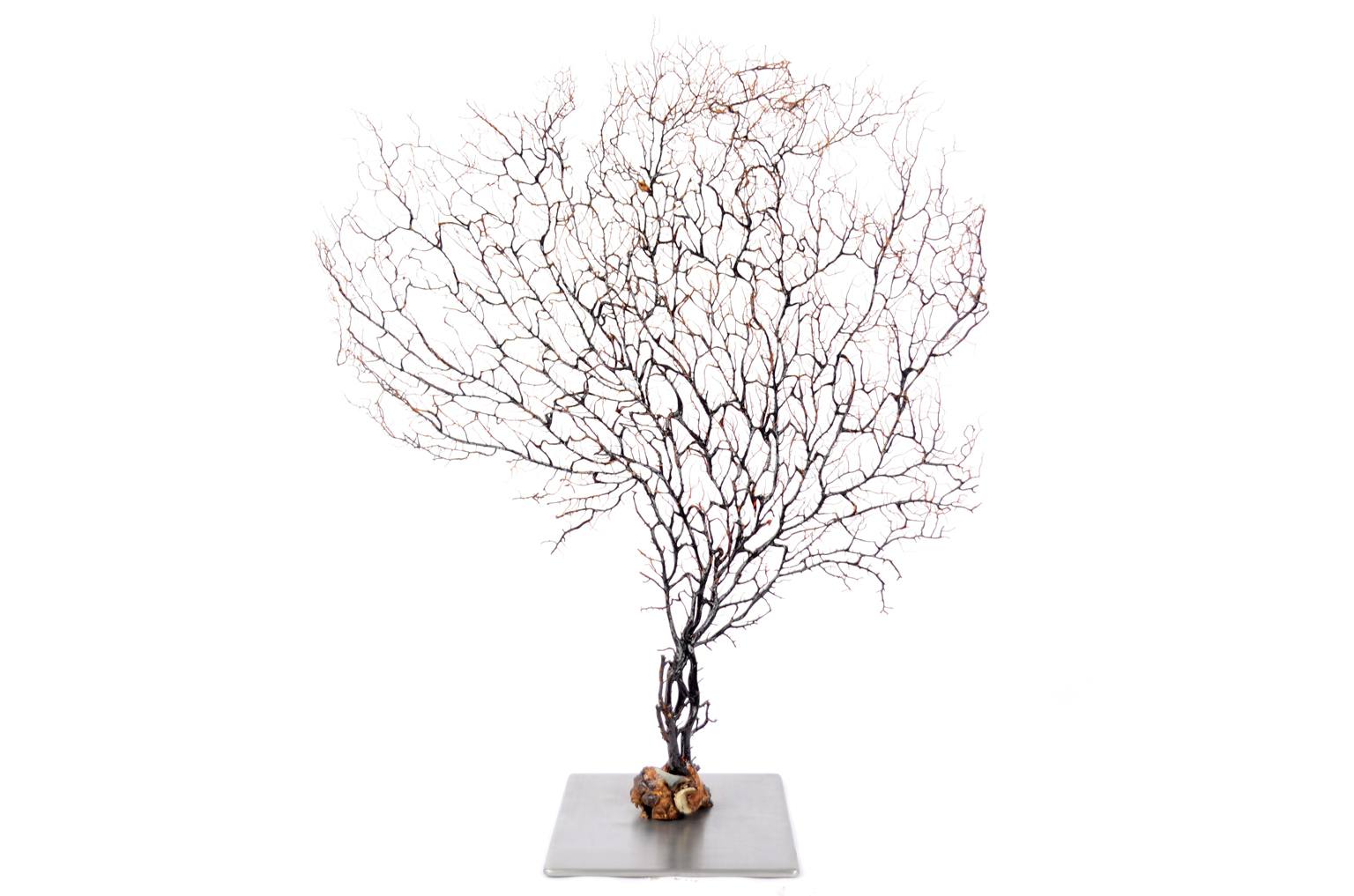 Storia naturale/5890-Gorgonia