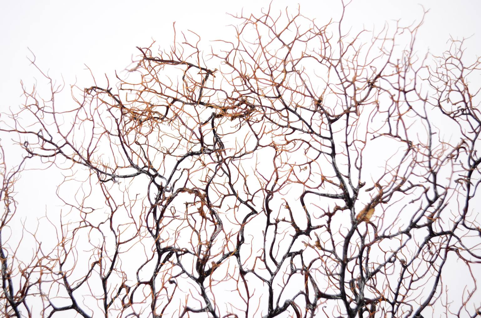 Storia naturale/5890-Gorgonia