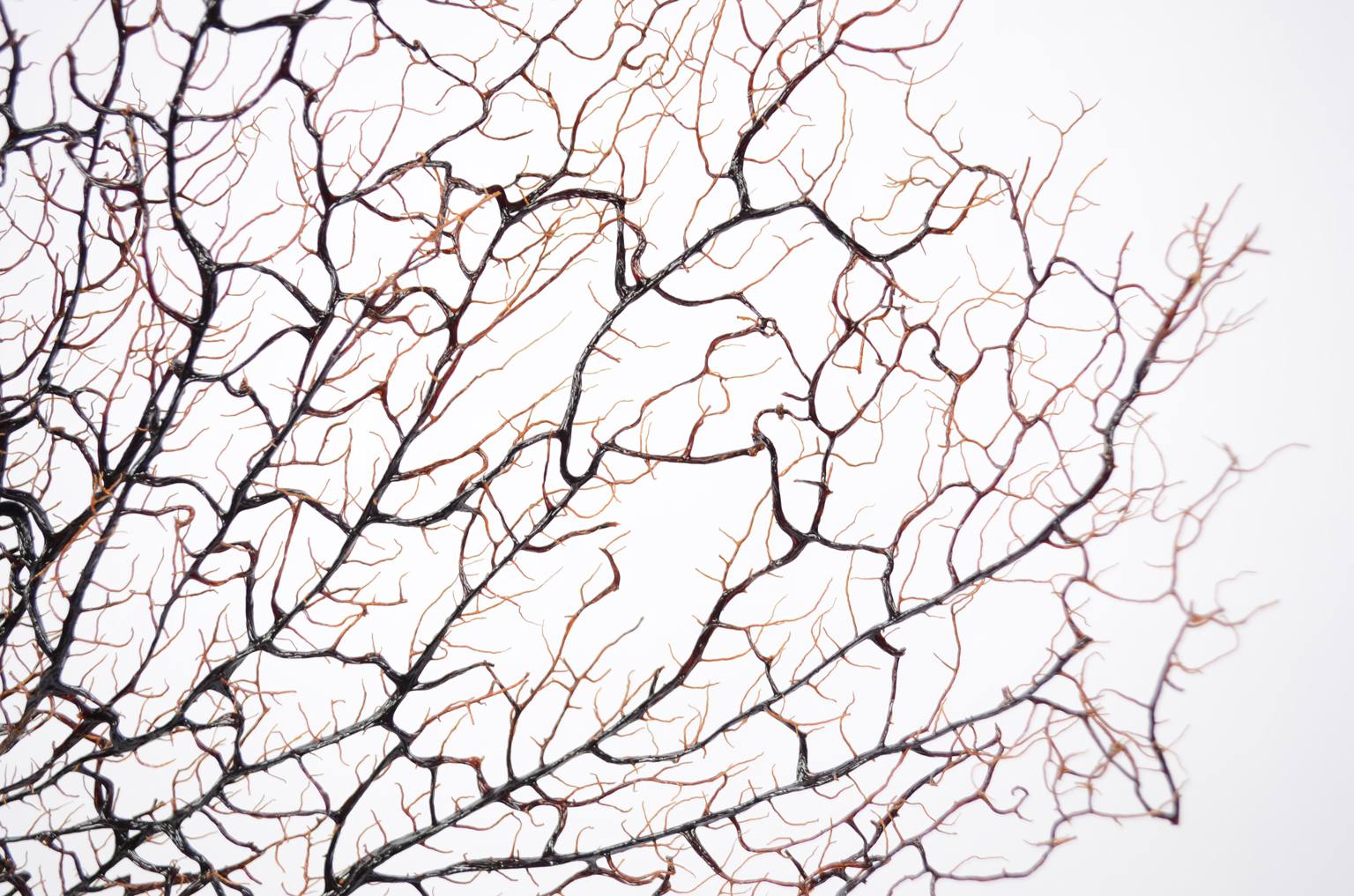 Storia naturale/5890-Gorgonia