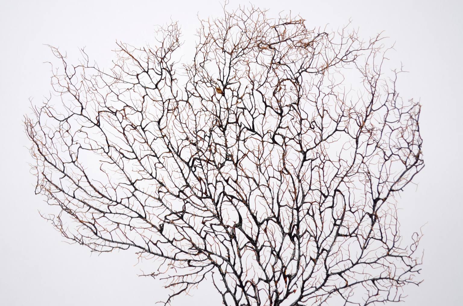 Storia naturale/5890-Gorgonia