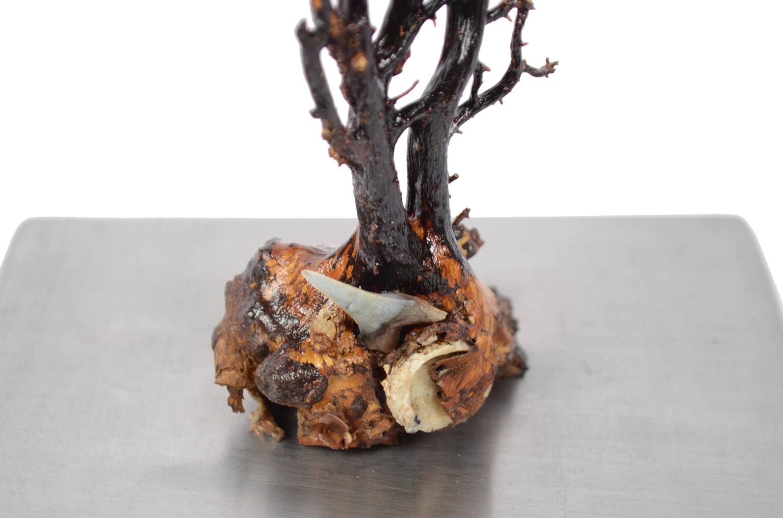 Storia naturale/5890-Gorgonia