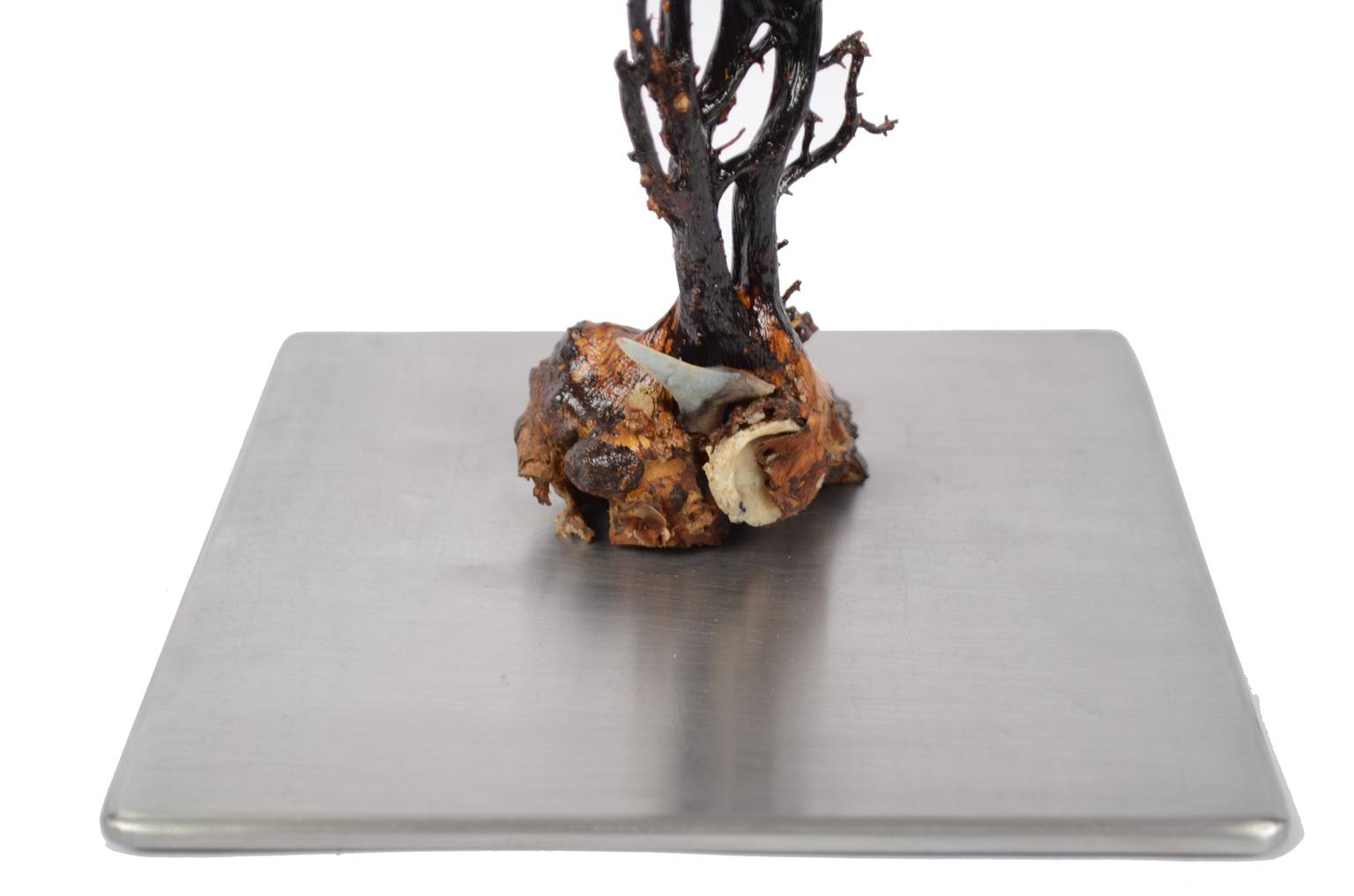 Storia naturale/5890-Gorgonia