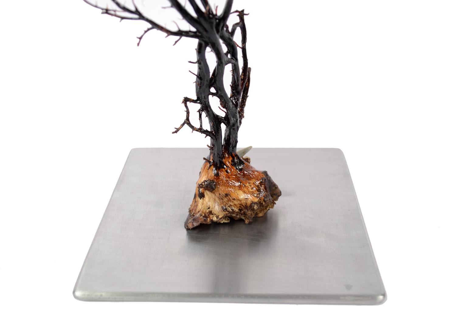 Storia naturale/5890-Gorgonia