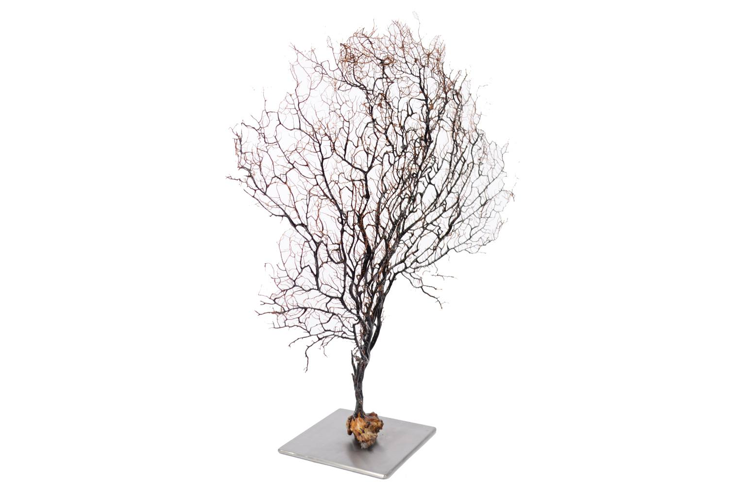 Storia naturale/5890-Gorgonia