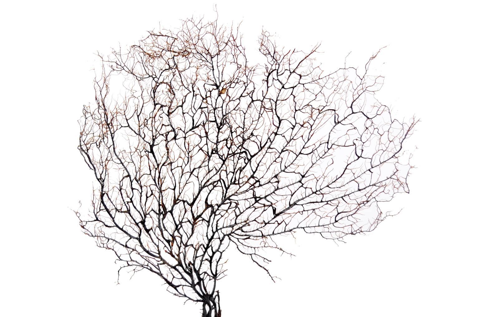 Storia naturale/5890-Gorgonia