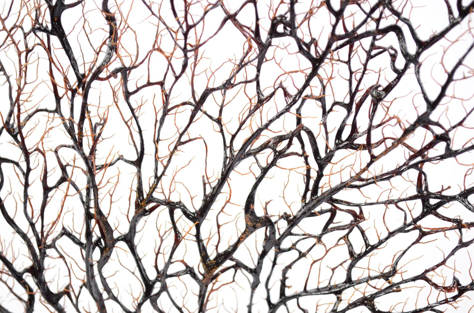 Storia naturale/5890-Gorgonia