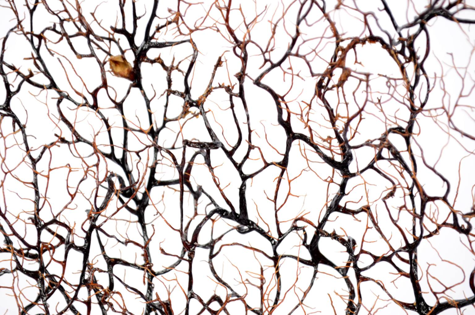 Storia naturale/5890-Gorgonia