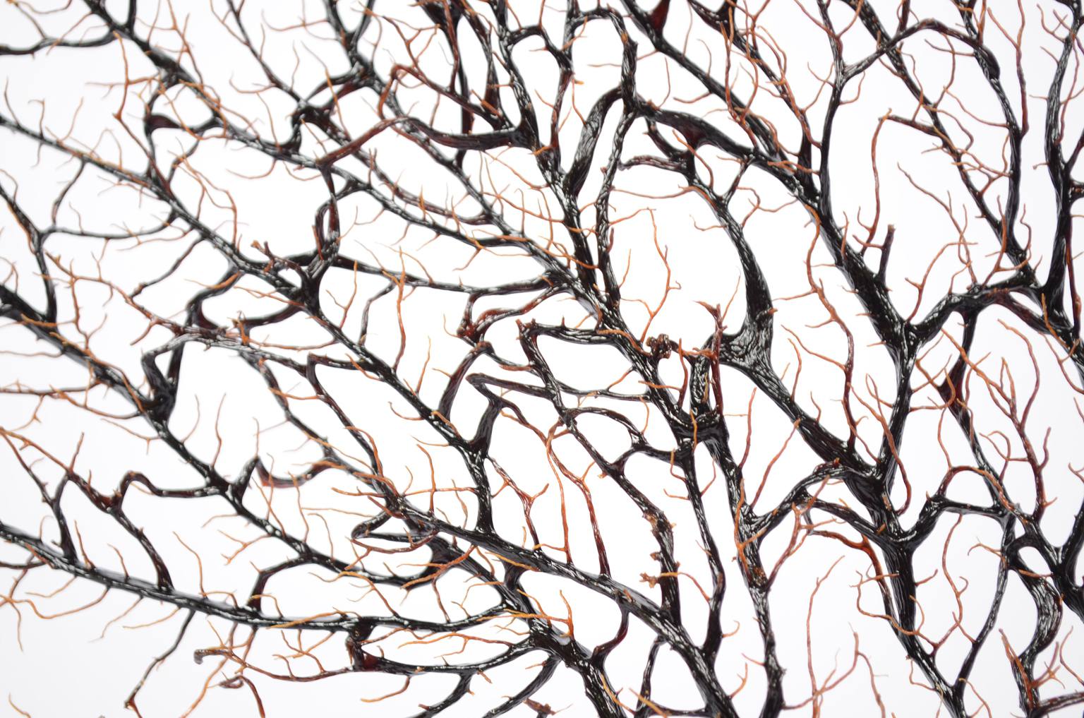 Storia naturale/5890-Gorgonia